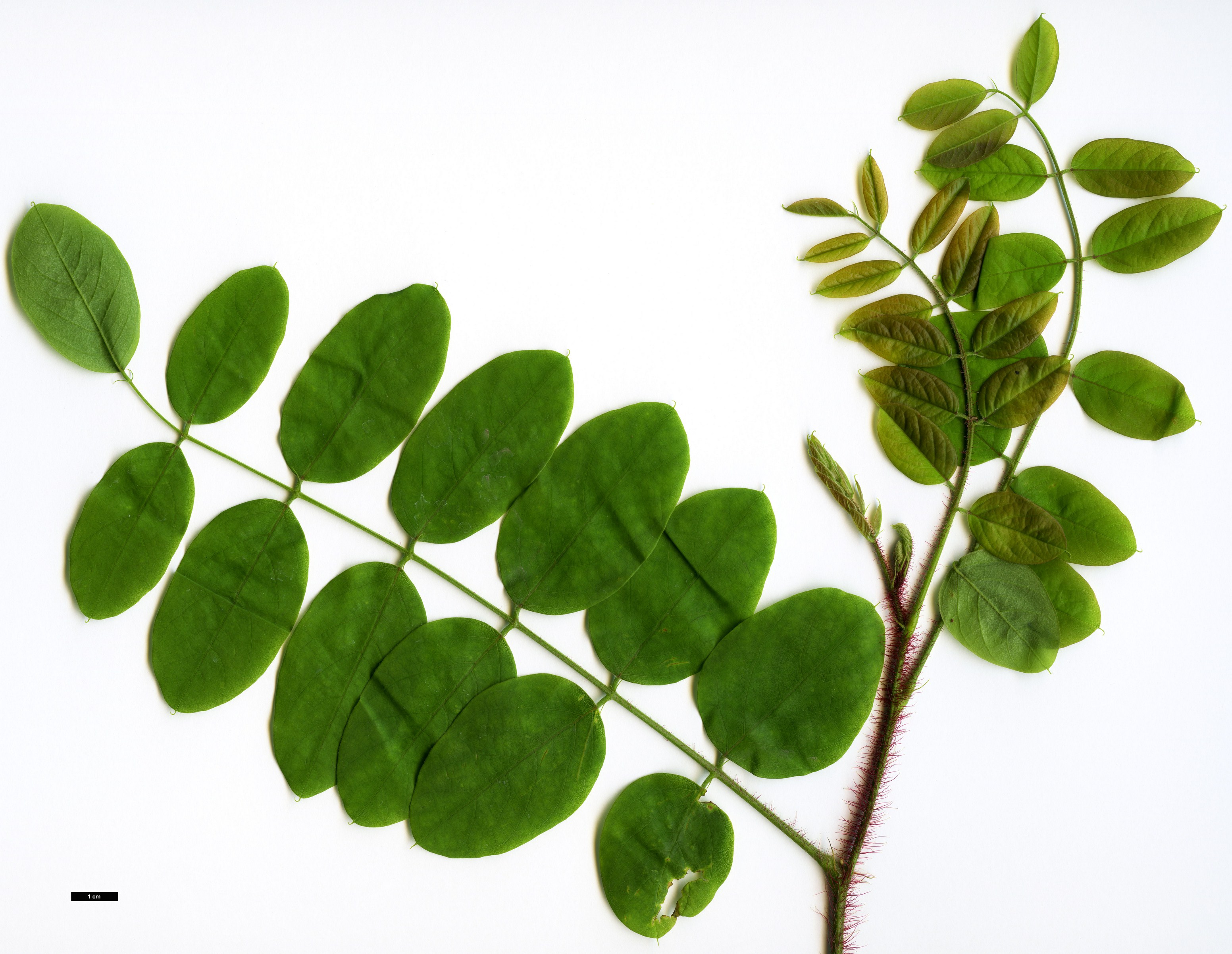 High resolution image: Family: Fabaceae - Genus: Robinia - Taxon: hispida